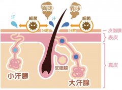 10岁女孩腋下有狐臭味正常吗